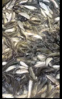 فروش بچه ماهی