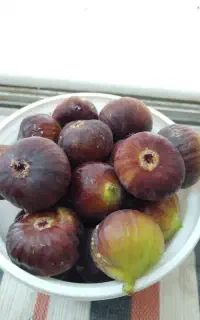 انجیر