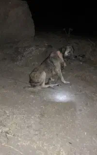 نگهبان