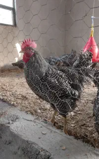 خروس امروک