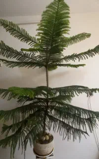گل وگیاه