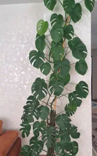 گل طبیعی (برگ انجیری)بسیار بزرگ