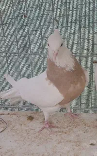 ماده طوقی