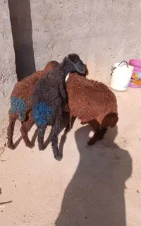 بره میش بز ،بزغاله