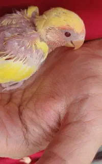 جوجه کوتوله برزیلی زرد هلویی