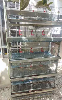 قفس بلدرچین ۵ طبقه