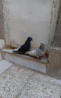 کفتر دمسفید