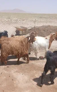 اقلید
