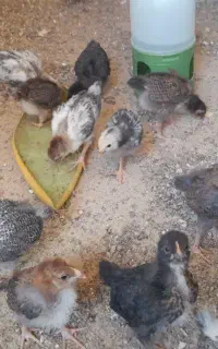 جوجه محلی