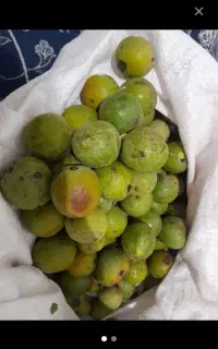 گردکان سبز عمده