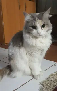 گربه گمشده