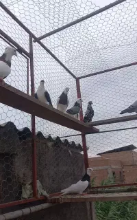 همه نو کبوتر