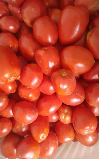 رب گوجه