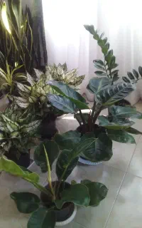 گل وگیاه