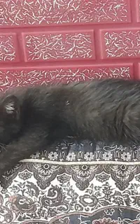 بچه گربه