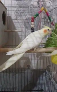 عروس هلندی نرو ماده یک ونیم ساله