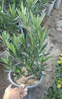 گل دم موشی. گل زرشک. گل خرزله
