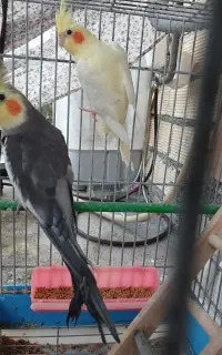 عروس هلندی جفت آماده تخم