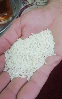 برنج جمشیدی وطارم طلایی