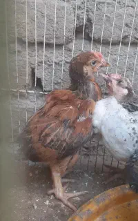 جوجه های سالم محلی