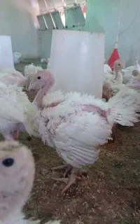 جوجه بوقلمون بیوتی 6 فوق سنگین