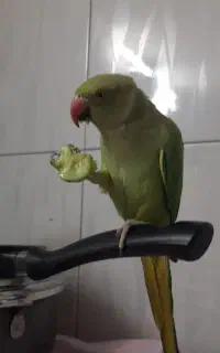طوطی ملنگو ماده اماده جفت گیری