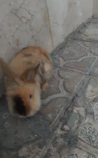 خرگوش لوپ و خوش رنگ