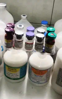 واکسن کبوتر