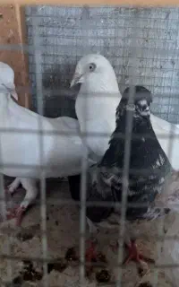 کفتر