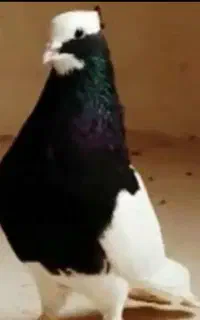 قوره ای