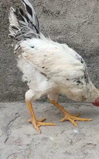 خروس