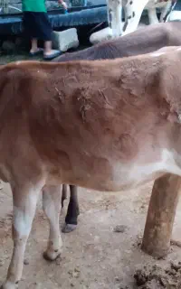 یک عدد گوساله ماده
