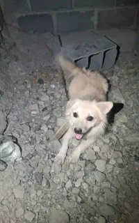 سگ پاکوتا پشمی نر باهوش مایل به معاوضه هستم