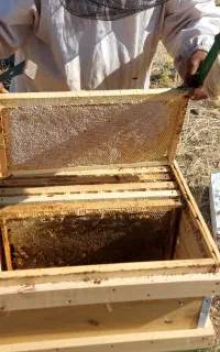 عسل طبیعی بدون شکر