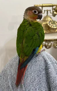 گمشده