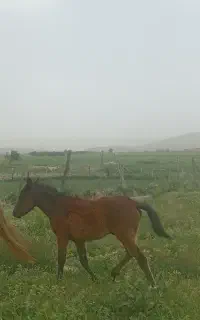 فروش مادیان ۵سال کردهمراه باکره ۳ماهه کهر