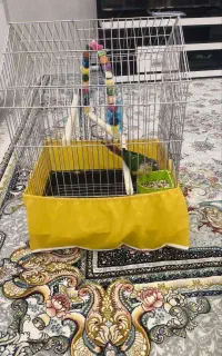 فروش طوطی گرینجیک بسیار بازیگوش