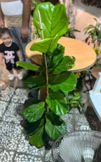 شاگرد برای گلخانه