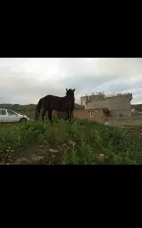اسب
