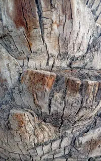 قطع درخت با اره بنزینی قطع درختان