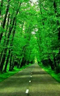 خدمات باغبانی و گلهای آپارتمانی