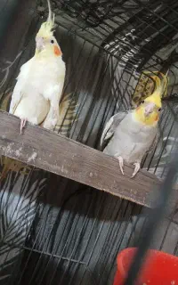 عروس هلندی سخنگو