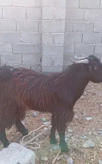 گوسفند بذری