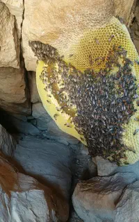 عسل کوهی
