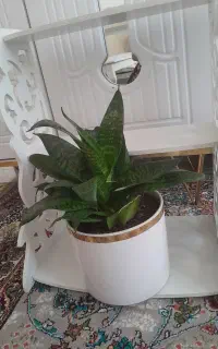 استند وشلف نونو