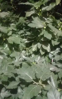 فروش برگ تازه درخت انجیر