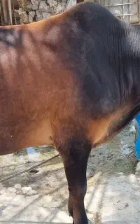 جلب