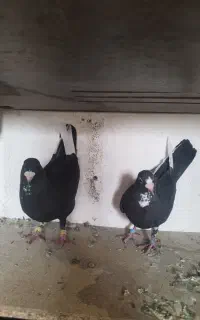کفتر