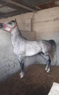 فروش اسب نریان کرد