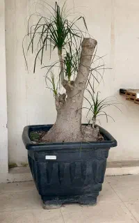 درخت لیندا چند ساله تنه دار